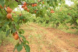 杏樹修剪方法有哪些