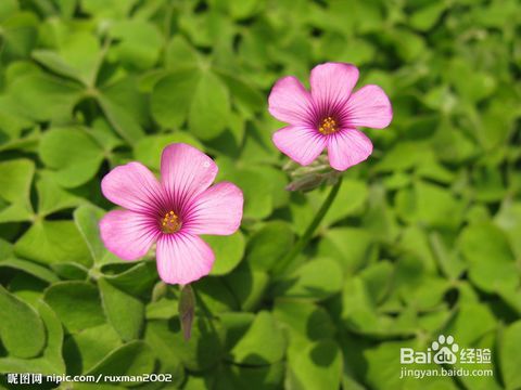 小鳥(niǎo)幫助哪些植物傳播種子的方法