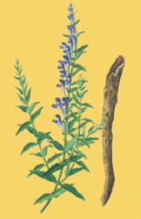 黃芩苷含量測定還可以用哪些方法