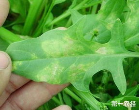 菠菜霜霉病有哪些防治方法
