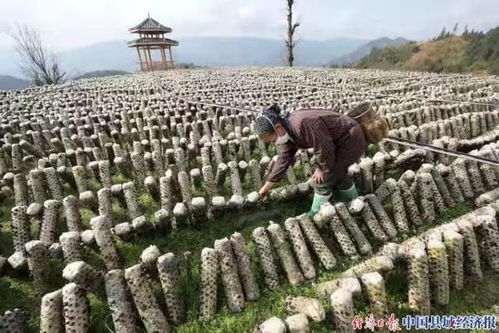 冬閑地利用有哪些方法