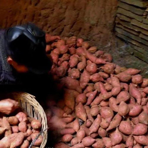 番薯可以采用哪些不同的方法來儲存