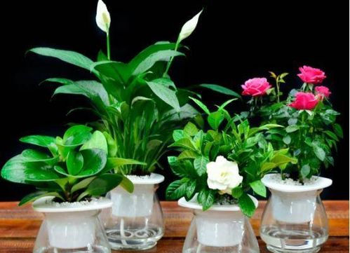 植物是通過哪些方式方法適應(yīng)環(huán)境的