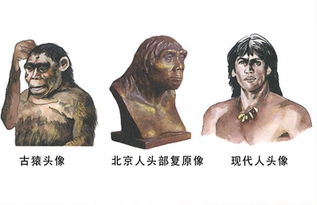 北京人保存火種的方法有哪些