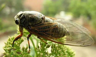 蟬法布爾用了哪些說明方法