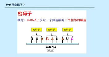 常用的編碼蛋白質(zhì)基因的注釋方法有哪些