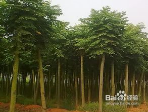 欒樹(shù)的旅行方法有哪些