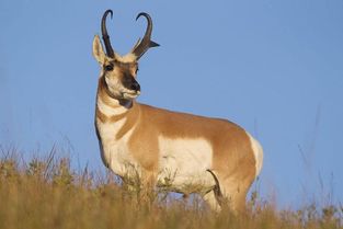 你知道哪些動(dòng)物避敵的方法