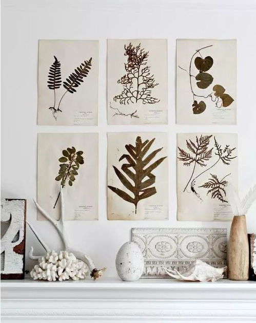 植物標(biāo)本方法有哪些