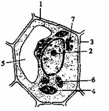 細(xì)胞成分或結(jié)構(gòu)分離中的保護(hù)方法有哪些