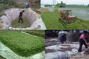 一般飼料青貯有哪些方法