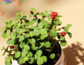 植物傳播種子的方法的書籍有哪些