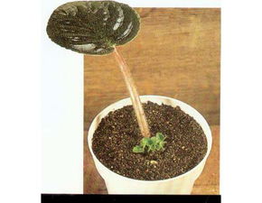 人工營養(yǎng)繁殖有哪些方法有哪些