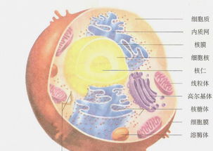 動物細(xì)胞的方法有哪些特點(diǎn)是
