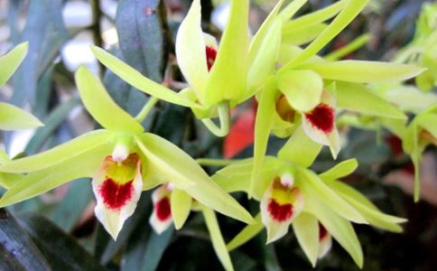 石斛最好的儲存方法有哪些