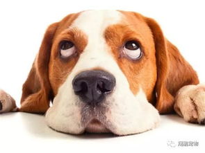 犬管理好方法有哪些