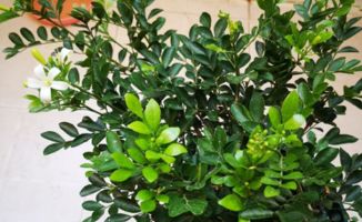 九里香的繁殖方法有哪些