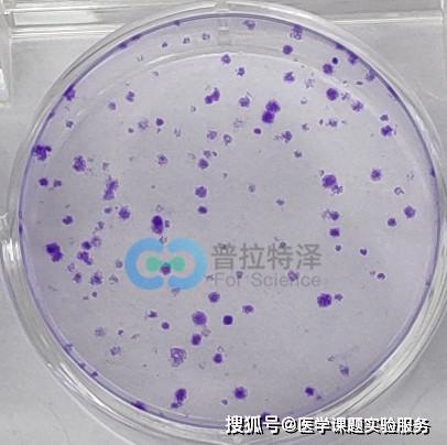 細(xì)胞檢測的方法有哪些