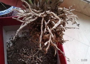 讀了養(yǎng)花你學(xué)會(huì)了哪些養(yǎng)花的方法