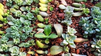 多肉葉插的方法有哪些