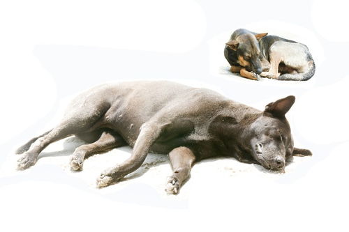 經(jīng)濟動物的研究方法有哪些方面