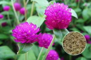 千日紅種子的播種方法有哪些