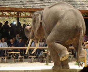 還有哪些方法可以稱大象