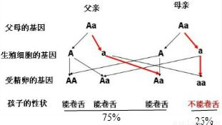 種質資源調查時常用的性狀鑒定方法有哪些