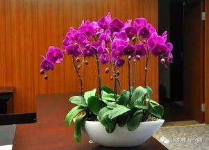 花卉質(zhì)量管理方法有哪些