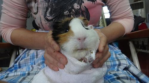 那些風哪些動物有治病的方法