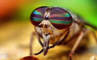 哪些動(dòng)物有獲取食物的特殊方法