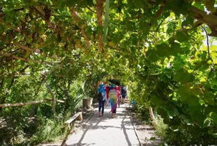 從葡萄溝你學(xué)到了哪些觀察方法