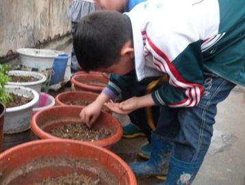 種子安家地方法有哪些