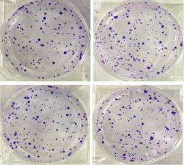 細胞實驗的方法有哪些