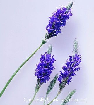 對植物香料的提取方法有哪些