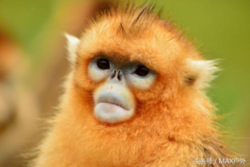 關(guān)于描寫(xiě)動(dòng)物的說(shuō)明方法有哪些