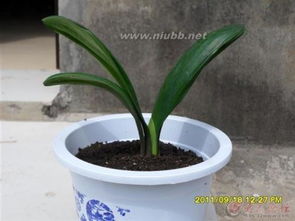 植物資源保護的方法有哪些方法有哪些方法