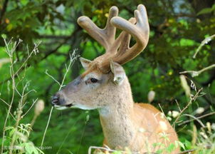 動(dòng)物有哪些過冬的方法