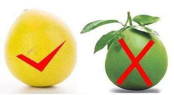 柚子種子怎么保存方法有哪些