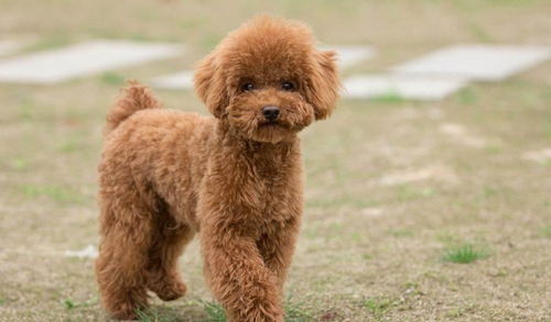 母泰迪絕育有哪些方法