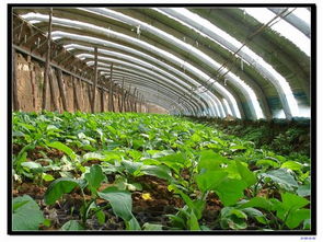 種大鵬菜有哪些方法