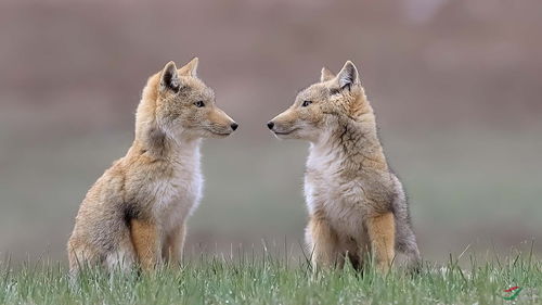 動(dòng)物保持平衡的方法有哪些