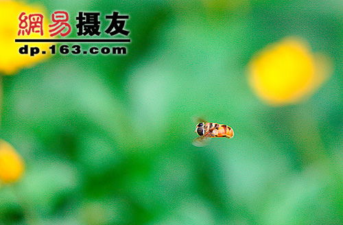 科學(xué)捉蟲(chóng)的方法有哪些