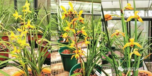 種質(zhì)資源搜集的方法有哪些