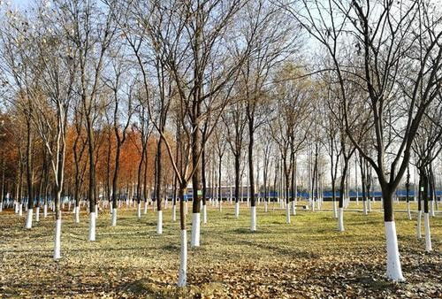 樹過(guò)冬的方法有哪些