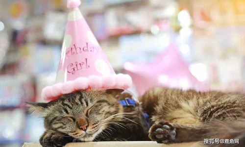 通過哪些方法知道動物的齡