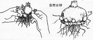 簡述分生繁殖的方法有哪些