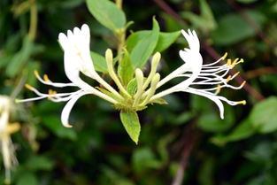 金銀花有哪些服用方法