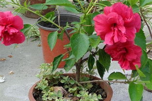 扶桑花的養(yǎng)殖方法和注意事項(xiàng)有哪些