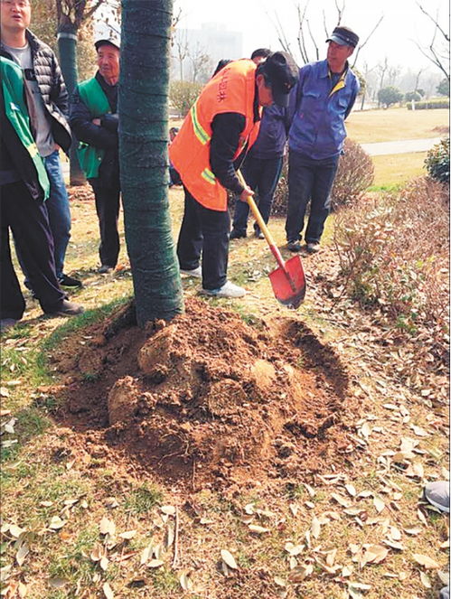園林植物越冬管理有哪些方法